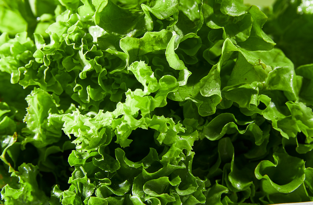 Fresh Lettuce Closeup 